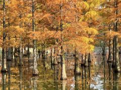 -白鹭湾湿地公园