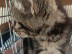 -伟伟宠物医院·CT影像中心·瑞派犬猫综合性门诊(汉口总院)
