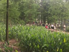 -重庆彩云湖湿地公园