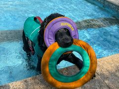 -汪说喵讲宠物乐园宠物酒店(红星美凯龙店)