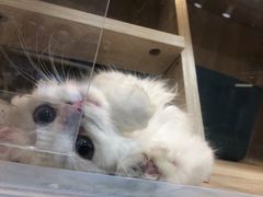 -猫力发电所·宠物专门店