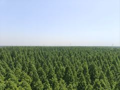 -黄海国家森林公园