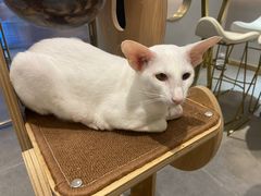 -飞行喵MR PILOT|猫舍·猫咖(静安大融城店)