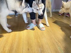 -Husky Go! 哈士奇体验馆·宠物咖啡厅狗咖