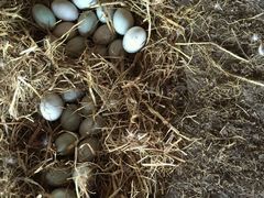 野鸭蛋-白洋淀绿淀尚品土特产