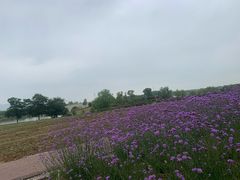 -西京湾花海