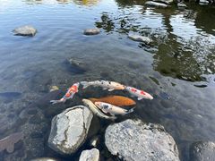 -水前寺成趣园