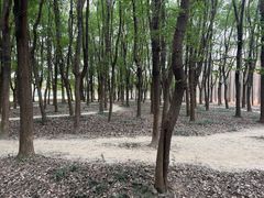 -蜀冈西峰生态公园