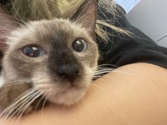 -李小姐の猫咖啡馆(五角场店)