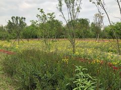 -桤木河湿地公园