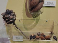 -中国科学院西双版纳热带植物园