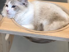 -飞行喵MR PILOT|猫舍·猫咖(静安大融城店)