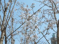 -西北湖绿化广场