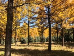 -塞罕坝国家级自然保护区