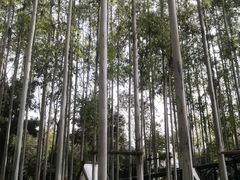 -桉树林A coffee 森林餐厅(三圣乡店)