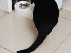 -汪喵宠物医院·骨科心脏影像·犬猫急重症ICU诊疗中心(成华分院)