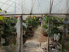 -马陆小张葡萄园农家乐