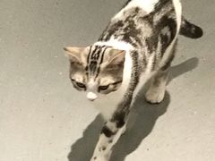 -飞行喵MR PILOT|猫舍·猫咖(静安大融城店)