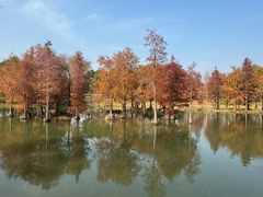 -贡湖湾湿地公园