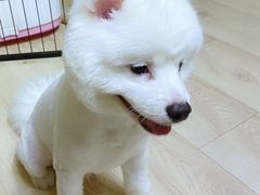-芭比堂动物医院·犬猫全科·异宠专科(雁塔分院)