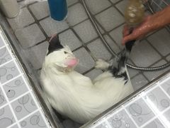 -贝贝宠物乐园(常青花园店)