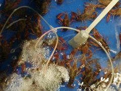 -虾弄弄海派小龙虾·牛羊蝎子火锅