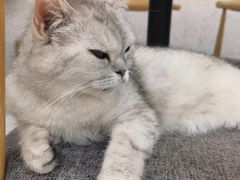 -喵园·猫主题咖啡厅·撸猫·猫咖(国贸店)