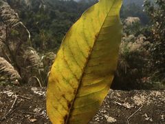 -火炉山森林公园