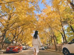 -三里屯东五街银杏大道