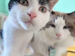 -猫在这儿猫咪咖啡馆·撸猫馆