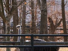 -大连森林动物园