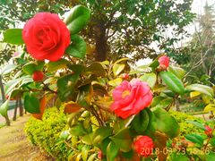 -青花椒花椒鱼(合生汇店)