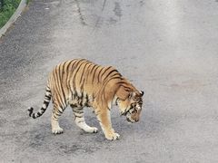 -大连森林动物园