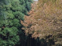 -山王坪喀斯特国家生态公园