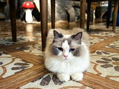 -猫猫幼稚园·撸猫·桌游·电玩