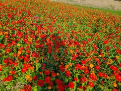 -映月湖中央公园