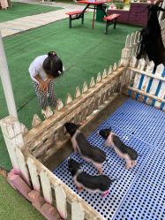 -萌宠亲子动物乐园(槐房万达店)