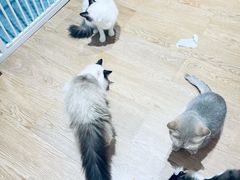 -1013 PET SHOP精品宠物商店(丁香店)