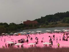 -大塘金香草谷
