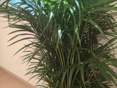 -五代同糖·甜品糖水店(河下古镇店)