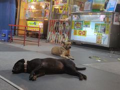 -花莲东大门国际观光夜市
