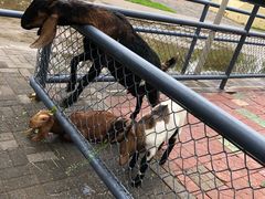 -长白岛森林公园