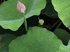 -荔湾湖公园