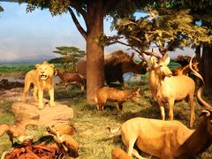 -国家自然博物馆