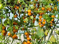 -小鱼草莓采摘园农家乐·小鱼餐厅