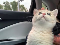 -东方名猫馆·英短金渐层布偶猫舍(环线广场1号楼店)