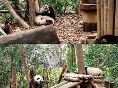 -成都大熊猫繁育研究基地
