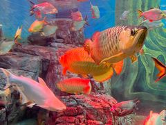 -上海海洋水族馆