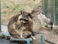 -青藏高原野生动物园