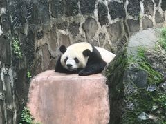 -都江堰中华大熊猫苑